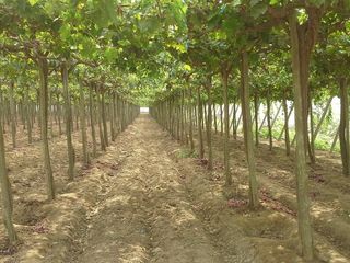 Foto 6 de (D)TERRENO QUILMANA  FUNDO CON CULTIVO 160,000 M2