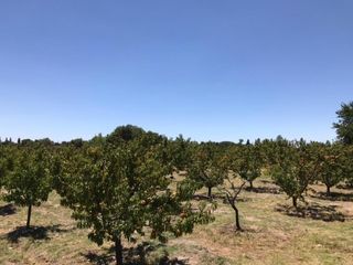 Foto 11 de finca de 5500 m2 de plantacion de duraznos y casa de 120 m2 y galpon en Spinelli 751, El Cerrito