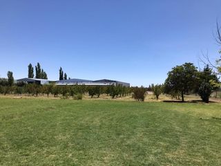 Foto 1 de finca de 5500 m2 de plantacion de duraznos y casa de 120 m2 y galpon en Spinelli 751, El Cerrito