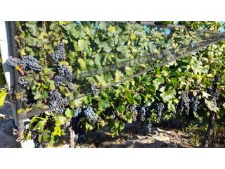 Foto 1 de VENTA DE HERMOSA FINCA 25 HAS, LOS OTOYANES, SANTA ROSA-MZA