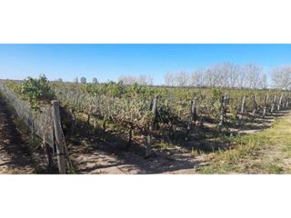 Foto 10 de VENTA DE HERMOSA FINCA 25 HAS, LOS OTOYANES, SANTA ROSA-MZA