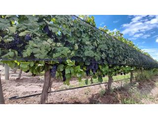Foto 8 de VENTA DE HERMOSA FINCA 25 HAS, LOS OTOYANES, SANTA ROSA-MZA