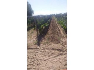 Foto 3 de VENTA DE HERMOSA FINCA 25 HAS, LOS OTOYANES, SANTA ROSA-MZA
