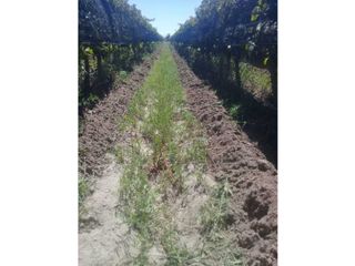 Foto 2 de VENTA DE HERMOSA FINCA 25 HAS, LOS OTOYANES, SANTA ROSA-MZA