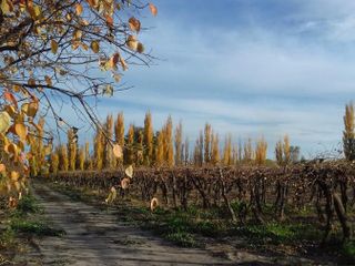Campo Finca En Venta Produccion Mixta de Frutales, 10  hectáreas  - Bowen, Mendoza