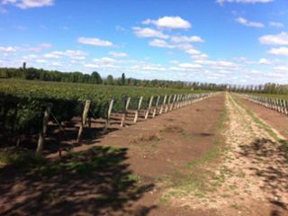 Foto 1 de Chacra en Venta en Cuadro Benegas -San Rafael
