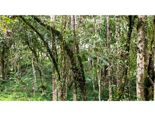 Lote Plano  con bosque nativo   en Santa Elena sector el plan