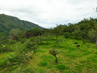 Fauna tropical, arroyos y estanques en 13 hectáreas