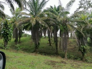 Foto 2 de Venta de 45 hectares LA INDE PENDENCIA