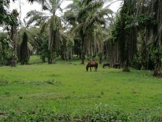 Foto 7 de Venta de 45 hectares LA INDE PENDENCIA