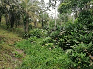 Foto 4 de Venta de 45 hectares LA INDE PENDENCIA
