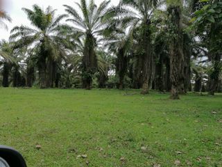 Foto 5 de Venta de 45 hectares LA INDE PENDENCIA