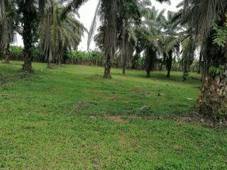 Foto 3 de Venta de 45 hectares LA INDE PENDENCIA