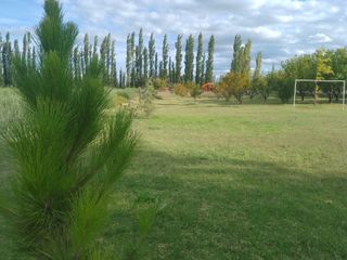 Foto 3 de Venta de 26 hectáreas con casa, galpón monoambiente General Alvear Mendoza