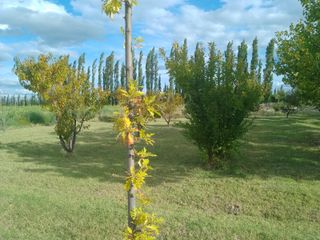 Foto 2 de Venta de 26 hectáreas con casa, galpón monoambiente General Alvear Mendoza