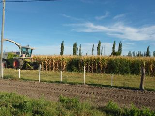 Foto 11 de Venta de 26 hectáreas con casa, galpón monoambiente General Alvear Mendoza