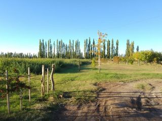 Foto 12 de Venta de 26 hectáreas con casa, galpón monoambiente General Alvear Mendoza