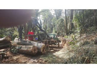 Foto 15 de VENDO FUNDO DE 245 HA. EN LA MERCED - CHANCHAMAYO