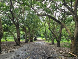 FINCA PARA VENTA DE 27 HECTAREAS EN CLEMENCIA, BOLÍVAR