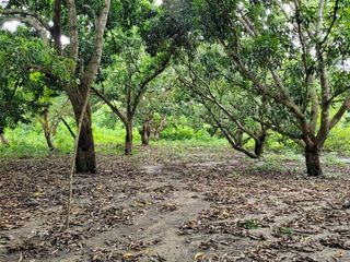 FINCA PARA VENTA DE 27 HECTAREAS EN CLEMENCIA, BOLÍVAR