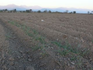 Campo en  Venta en Cerrillos - 43,5 Has Agricolas
