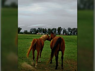 Foto 12 de Lotes en Benquerencia Farm Club. Consulte distintas opciones