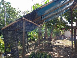 Foto 11 de Terrenos Rusticos Venta Sector Alto Shiringal, Irazola, Padre Abad - PUCALLPA