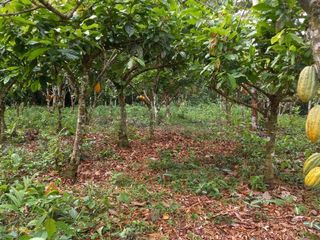 Foto 1 de Terrenos Rusticos Venta Sector Alto Shiringal, Irazola, Padre Abad - PUCALLPA