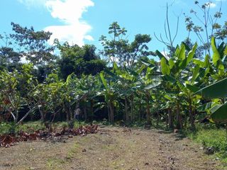 Foto 9 de Terrenos Rusticos Venta Sector Alto Shiringal, Irazola, Padre Abad - PUCALLPA