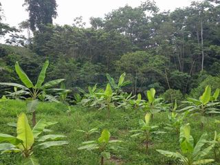 Foto 14 de Terrenos Rusticos Venta Sector Alto Shiringal, Irazola, Padre Abad - PUCALLPA