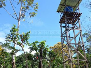 Foto 7 de Terrenos Rusticos Venta Sector Alto Shiringal, Irazola, Padre Abad - PUCALLPA