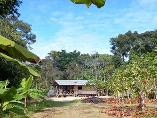 Foto 4 de Terrenos Rusticos Venta Sector Alto Shiringal, Irazola, Padre Abad - PUCALLPA