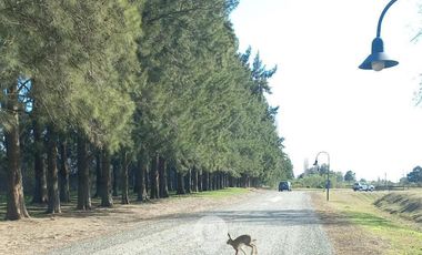 place photo 44
