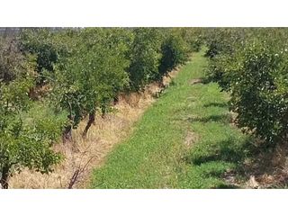 Foto 1 de VENTA DE EXCELENTE FINCA 20 HAS , EN LA LIBERTAD- RIVADAVIA, MZA.