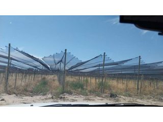 Foto 2 de VENTA DE EXCELENTE FINCA 20 HAS , EN LA LIBERTAD- RIVADAVIA, MZA.