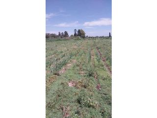 Foto 9 de VENTA DE EXCELENTE FINCA 20 HAS , EN LA LIBERTAD- RIVADAVIA, MZA.