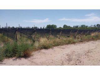 Foto 6 de VENTA DE EXCELENTE FINCA 20 HAS , EN LA LIBERTAD- RIVADAVIA, MZA.