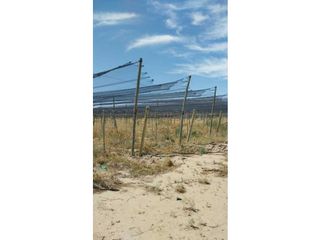 Foto 10 de VENTA DE EXCELENTE FINCA 20 HAS , EN LA LIBERTAD- RIVADAVIA, MZA.