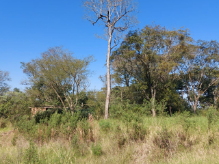 Foto 2 de Venta Lote en Ruiz de Montoya Misiones