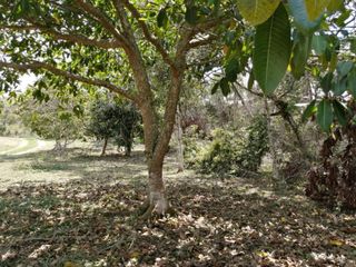 Foto 6 de lote en venta en pance. Cod V9406