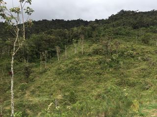Terreno En Venta: Oxapampa “El Abra” Km 7 Hacia Villa Rica- Oxapampa Pasco Perú