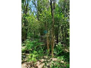 Foto 7 de VENTA-LOTE 1680M2 EN VILLA ANIMI-ALAMBRADO