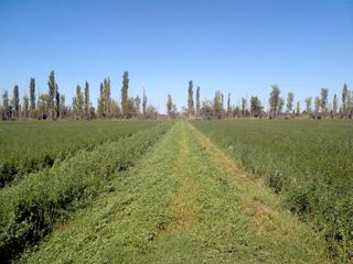 Foto 1 de Finca en venta en Las Paredes, San Rafael, Mendoza