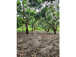 FINCA PARA VENTA DE 27 HECTAREAS EN CLEMENCIA, BOLVAR