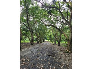 FINCA PARA VENTA DE 27 HECTAREAS EN CLEMENCIA, BOLVAR