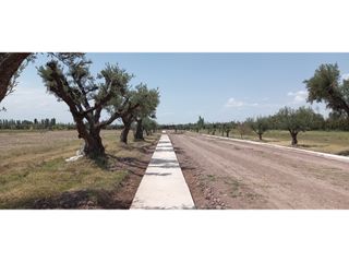 Foto 11 de LOTES EN MONTEOLIVO BARRIO PRIVADO Lujan de Cuyo Mendoza