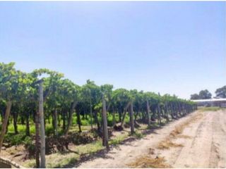 Foto 1 de VENTA DE FINCA 24,5 HAS EN BUEN ORDEN, SAN MARTN, MENDOZA.