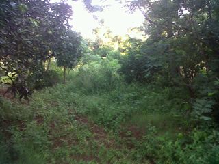 Foto 2 de Vendo Terreno en Apóstoles Misiones