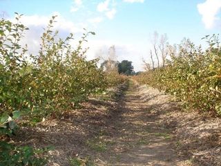 Foto 5 de Campo en venta en 20 de Junio