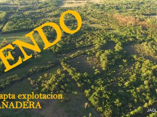 LOTE FORESTO/GANADERO EN MISIONES, 50 HECTAREAS